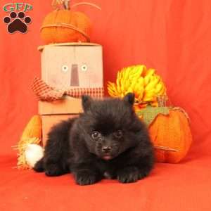Isaac, Pomeranian Puppy